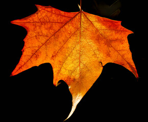 Autumn leaf on black background