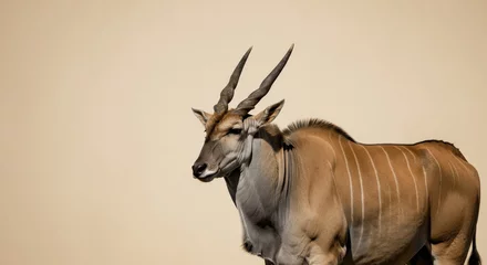 Majestic eland antelope against a neutral background for wildlife appreciation