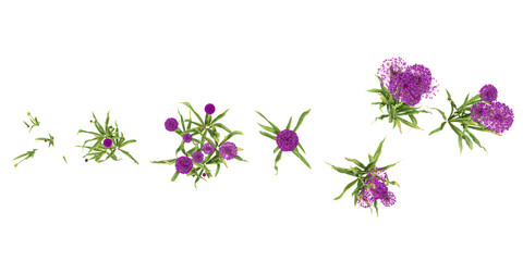set of Allium plants on transparent background from the top view © Saifstock