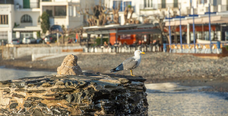 une mouette sur un rocher au bord de la mer