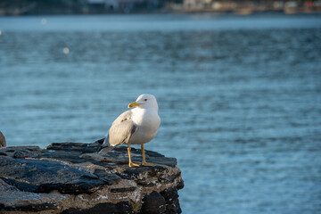 une mouette sur un rocher au bord de la mer