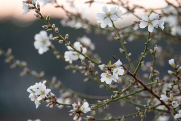 gros plan sur des fleurs d'amandier et des bourgeons