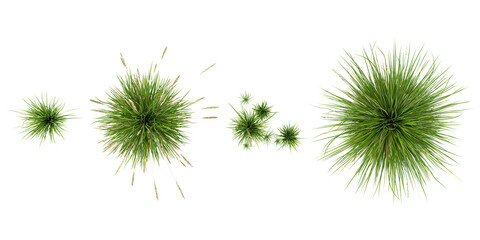 set of Carex plants on transparent background from the top view