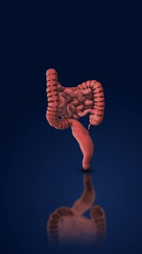 Human digestive system medical animation