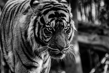Naklejka premium Sumatratiger in der Wildnis – majestätischer Raubtierblick