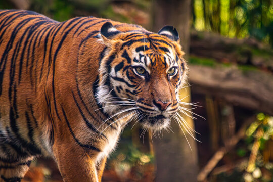 Sumatratiger in der Wildnis &ndash; majest&auml;tischer Raubtierblick