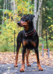 German Pinscher, 1.5 years old, black and tan, smooth-haired, stands on a podium in the dog walking area, against an autumn landscape