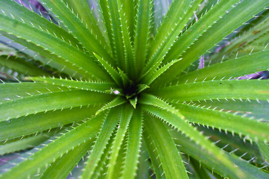 PLANTAS Y HOJAS VERDES Y OTO&Ntilde;O