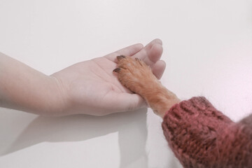 A dog's paw in the palm of his hand