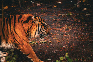 Sumatratiger in der Wildnis – majestätischer Raubtierblick