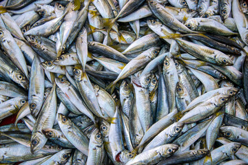 Fototapeta premium Horse Mackerel Fish. Sale in the fish market after catch.