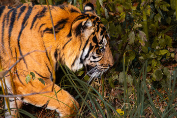 Sumatratiger in der Wildnis – majestätischer Raubtierblick