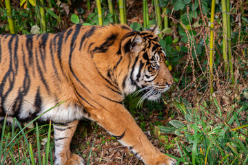 Obraz premium Sumatratiger in der Wildnis – majestätischer Raubtierblick