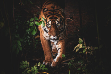 Sumatratiger in der Wildnis – majestätischer Raubtierblick