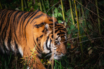 Sumatratiger in der Wildnis – majestätischer Raubtierblick