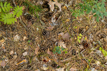 Land in a pine forest. Cones and fallen needles