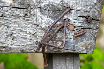 Nails hammered into an old board.