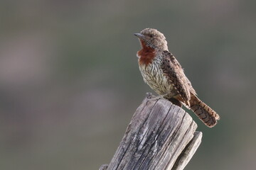 Red-throated Wryneck