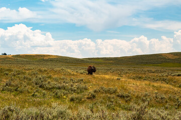 Obraz premium Bison Travels the Rolling Hills