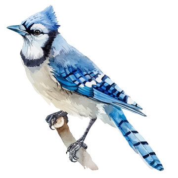 recommend clip art: A watercolor of a Blue Jay, isolated on a white background. Blue Jay vector.