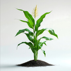 corn plant on white daylight