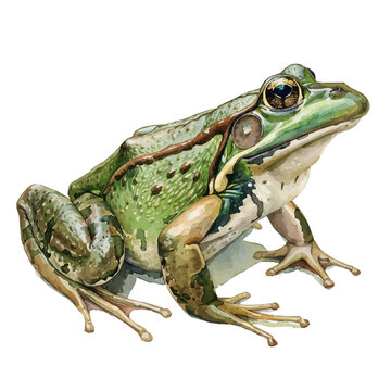 recommend clip art: A watercolor painting of a Bullfrog, isolated on a white background. Bullfrog vector.