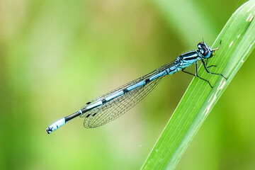 Hufeisen-Azurjungfer, Azure bluet