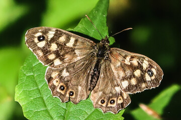 Obraz premium Waldbrettspiel dorsal