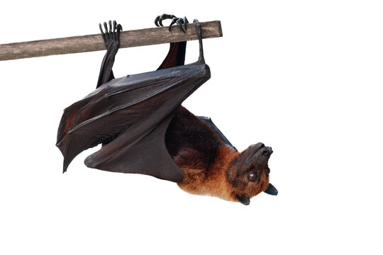 Flying fox (Pteropus vampyrus) hanging on a wooden board