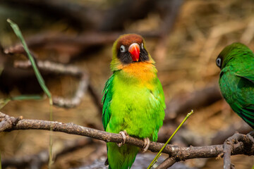 Exotischer bunter Vogel in Nahaufnahme – Lebendige Farben und faszinierende Details