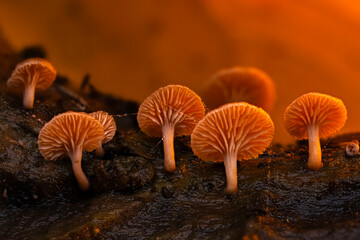 Mushrooms, the wonderful creatures of nature. Natural background.