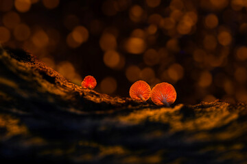 Glowing mushrooms with backlight. Dark nature background.