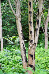 Fototapeta premium A row of Japanese lacquer trees with slender trunks and lush, feathery green leaves in the Okukuji area of Japan. Urushi is the natural sap collected by tapping the bark with horizontal cuts.
