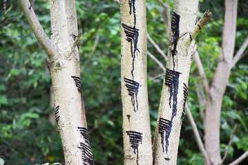 A row of Japanese lacquer trees with slender trunks and lush, feathery green leaves in the Okukuji...