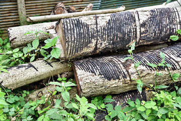 Cut urushi tree logs with deep, blackened cuts on their bark are stacked together, surrounded by...