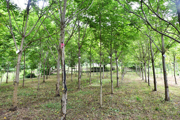 A row of Japanese lacquer trees with slender trunks and lush, feathery green leaves in the Okukuji...