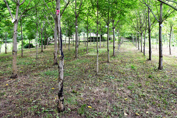 A row of Japanese lacquer trees with slender trunks and lush, feathery green leaves in the Okukuji...