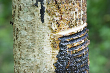 art, asian, bark, botany, branch, design, eco, ecology, element, environment, floral, forest, green, growth, handmade, harvesting, inden, japan, japanese, japanese lacquer, lacquer, leaf, leafy, life,