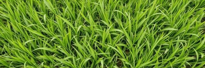 Lush green grass background perfect for nature-themed designs, vibrant, foliage