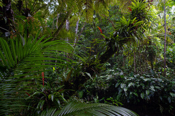 Atlantic Rainforest