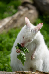 RED-NECKED WALLABY &ndash; ALBINO in Australia