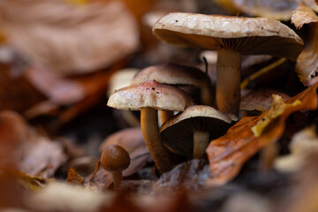 Mushrooms, the wonderful creatures of nature. Natural background.
