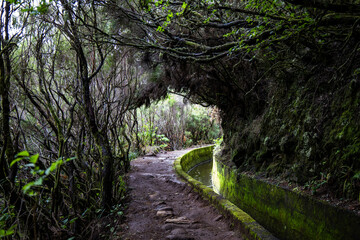 Fototapeta premium The beautiful levadas in Madeira