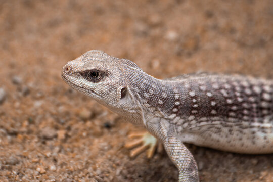 Nahaufnahme eines W&uuml;stenleguans in seiner nat&uuml;rlichen Umgebung