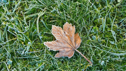 Leaf covered in frost on a green lawn. Early winter. Top view.