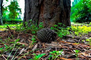 Semilla de Pino Caído en árbol