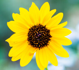 Obraz premium sunflower close up