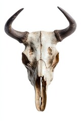 An isolated buffalo skull with impressive horns displayed on a pure white background