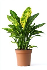 Fototapeta premium A Stylish Potted Plant with Beautiful Green Leaves, Ideal for Any Home or Office Space