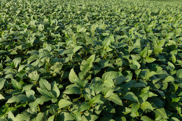 A lush, close-up view of a dense soybean field under natural sunlight, showcasing healthy growth and agricultural abundance.